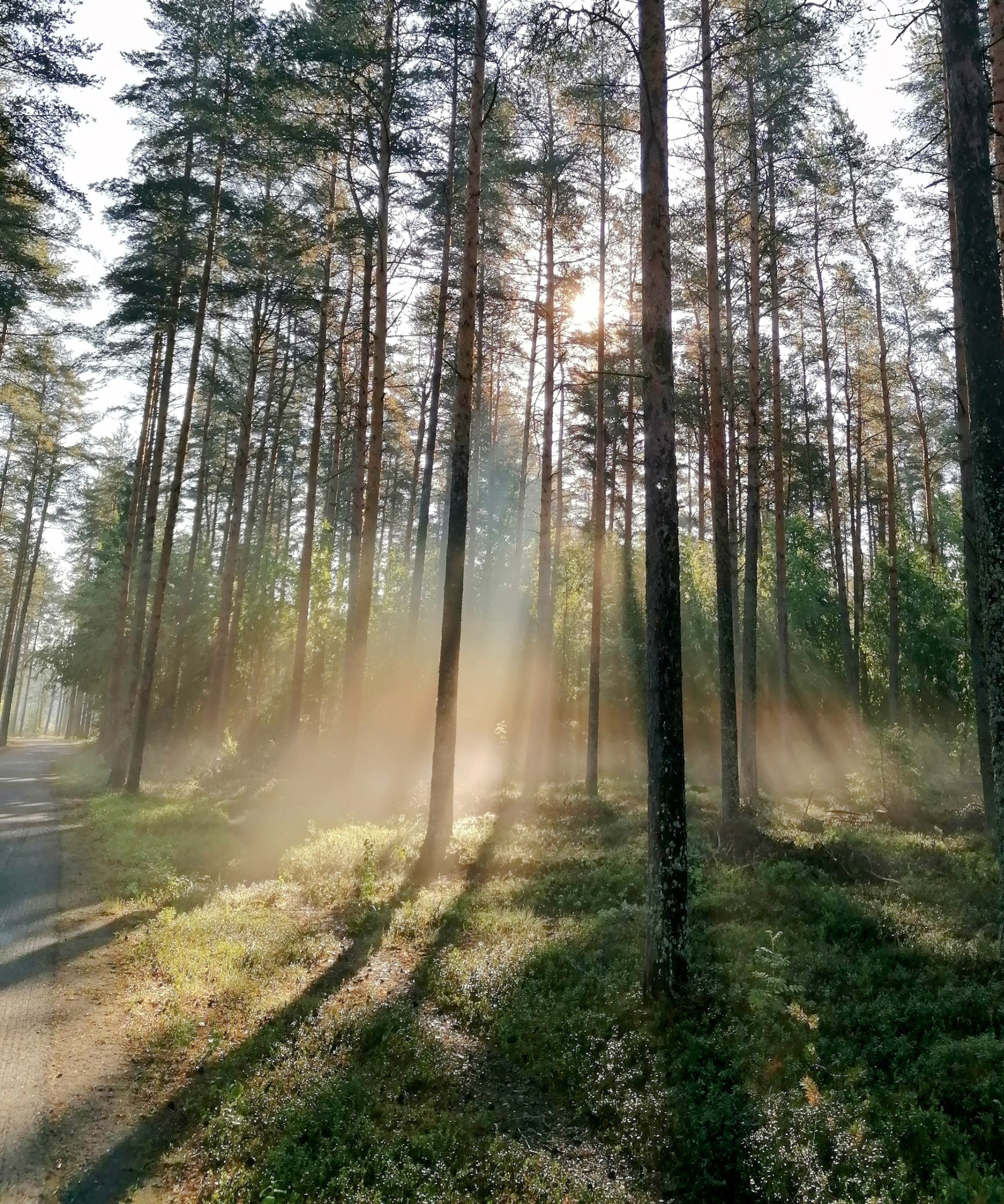 Metsä.