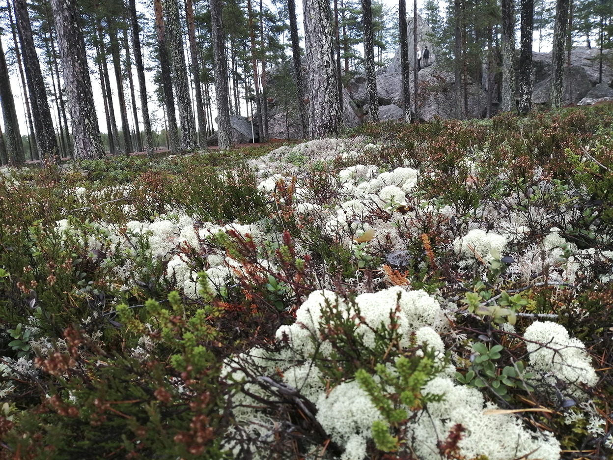 Jäkäläisen maaston horisontissa siintää isoja kivilohkareita mäntyjen keskellä.