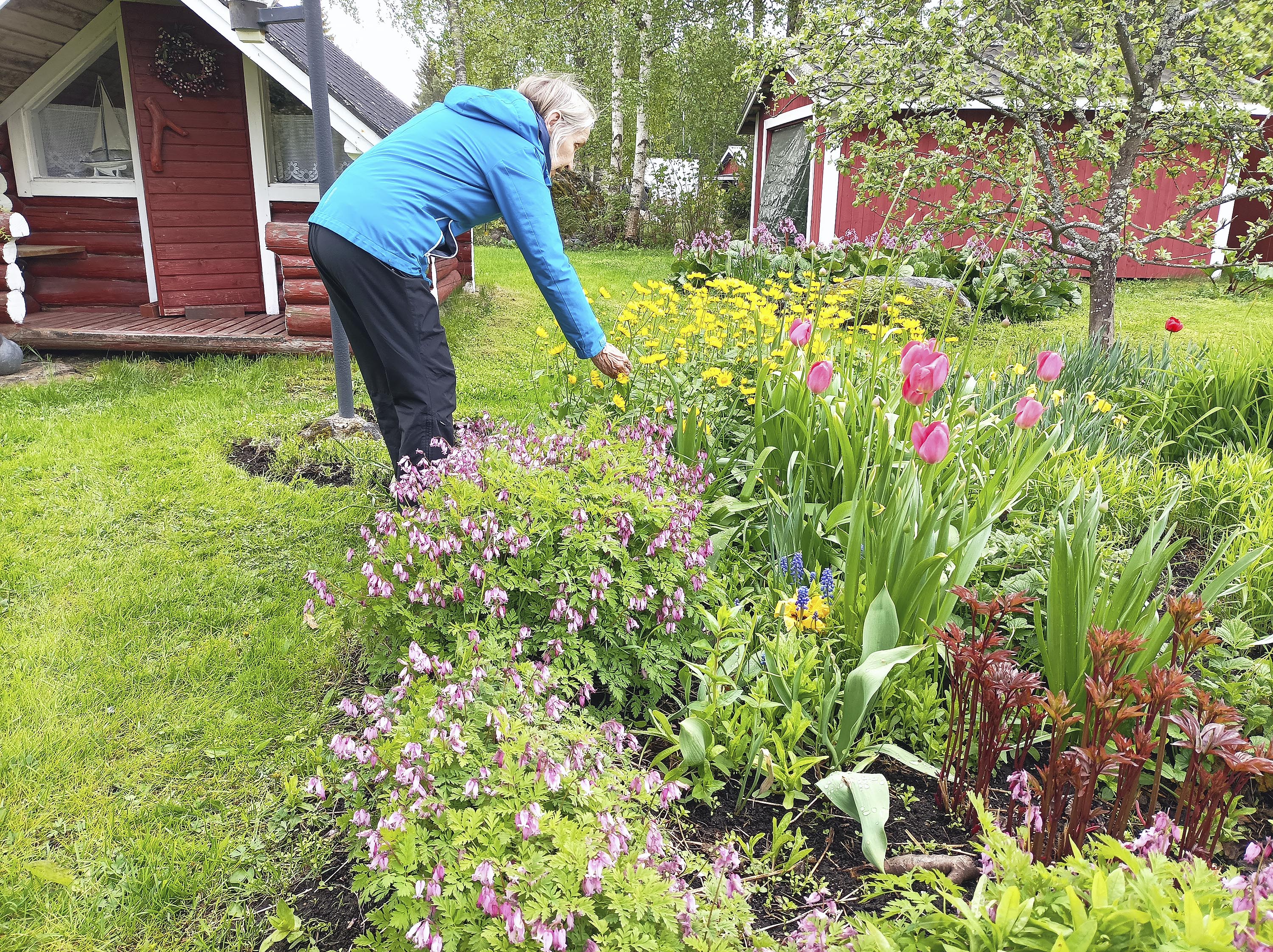 Elsa Heikkinen poimii kukkia pihallaan.