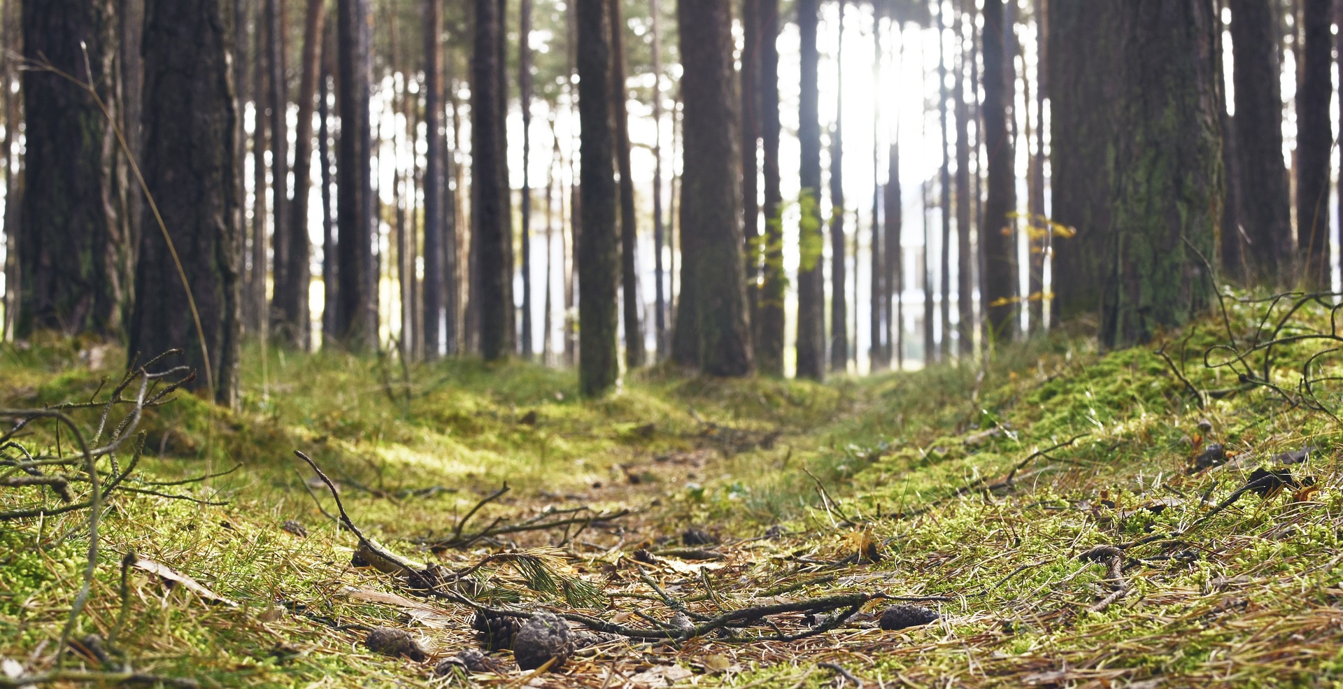 Mäntymetsän pohjaa.